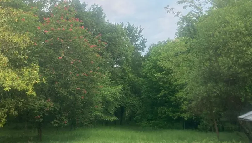 Le jardin de la maison qui accueille le stage, entouré d'arbres